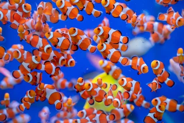 Clownfish Anti-Fatigue Floor Mat - Bulk Reef Supply