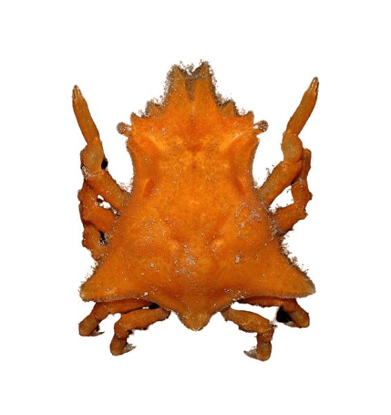Colored Sponge Decorator Crab