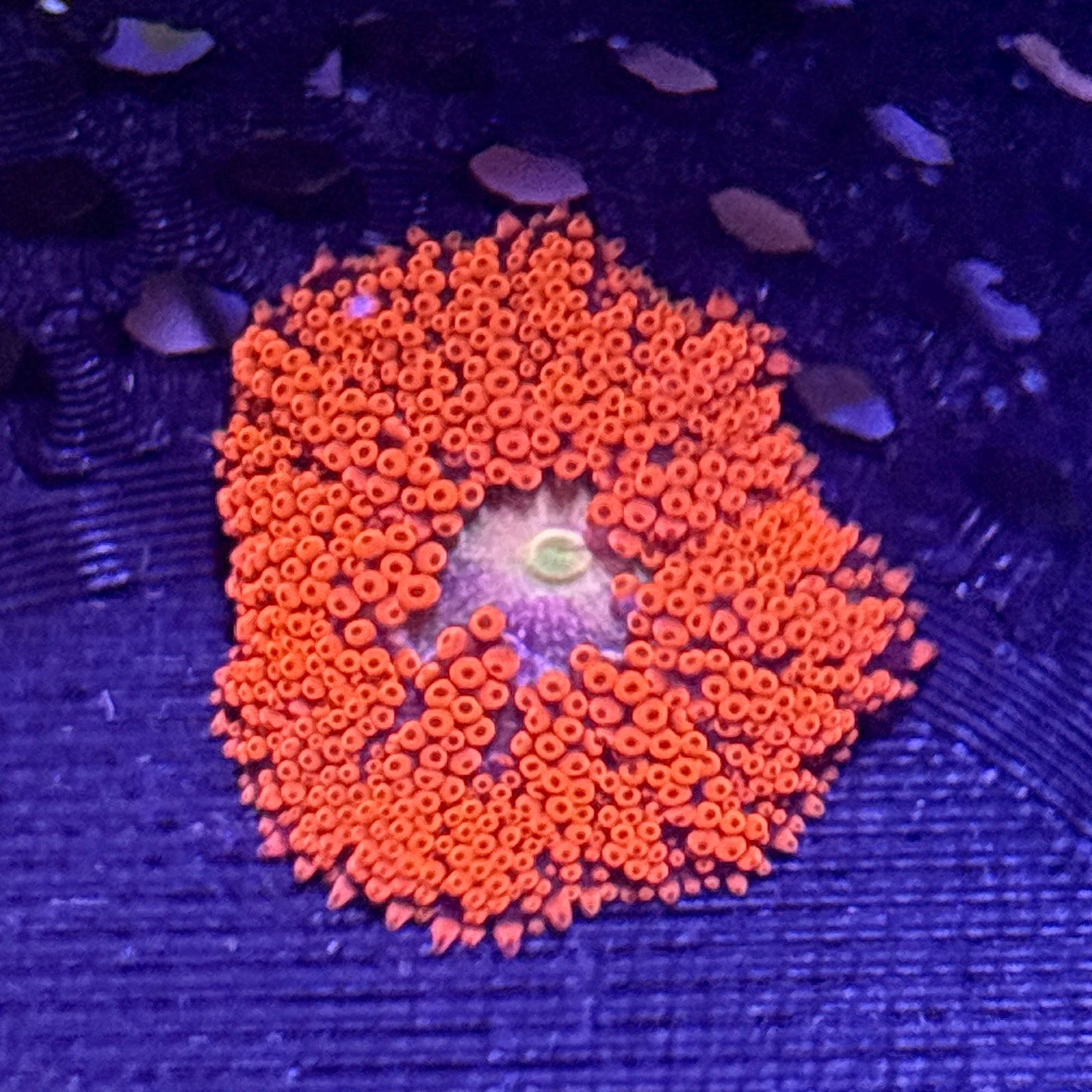 WYSIWYG Anemone #30