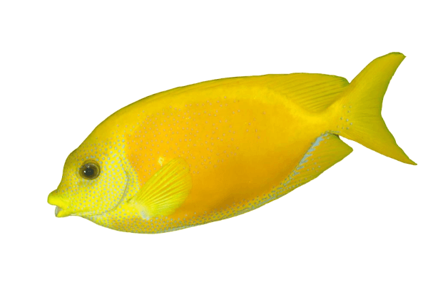 Blue Spot Rabbitfish