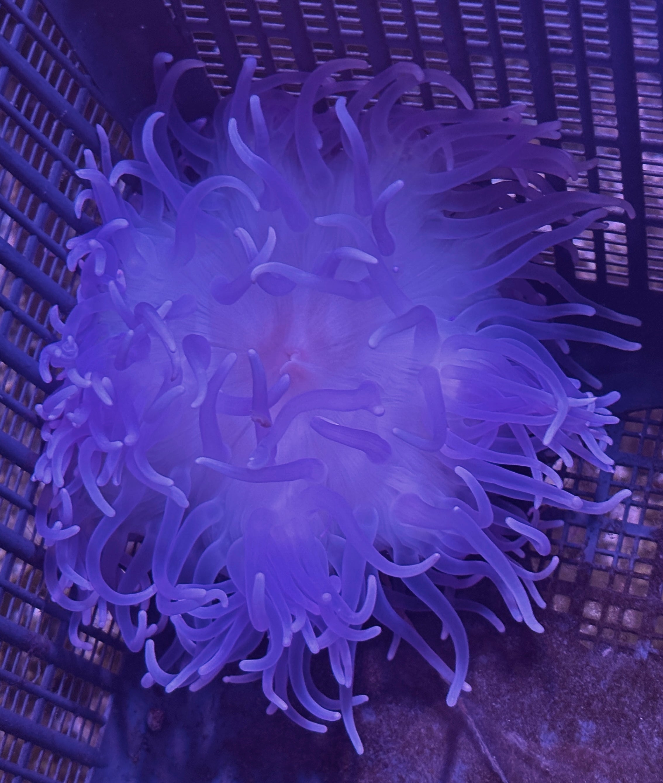 WYSIWYG Anemone #20