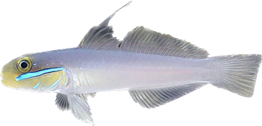 Golden Head Sleeper Goby M