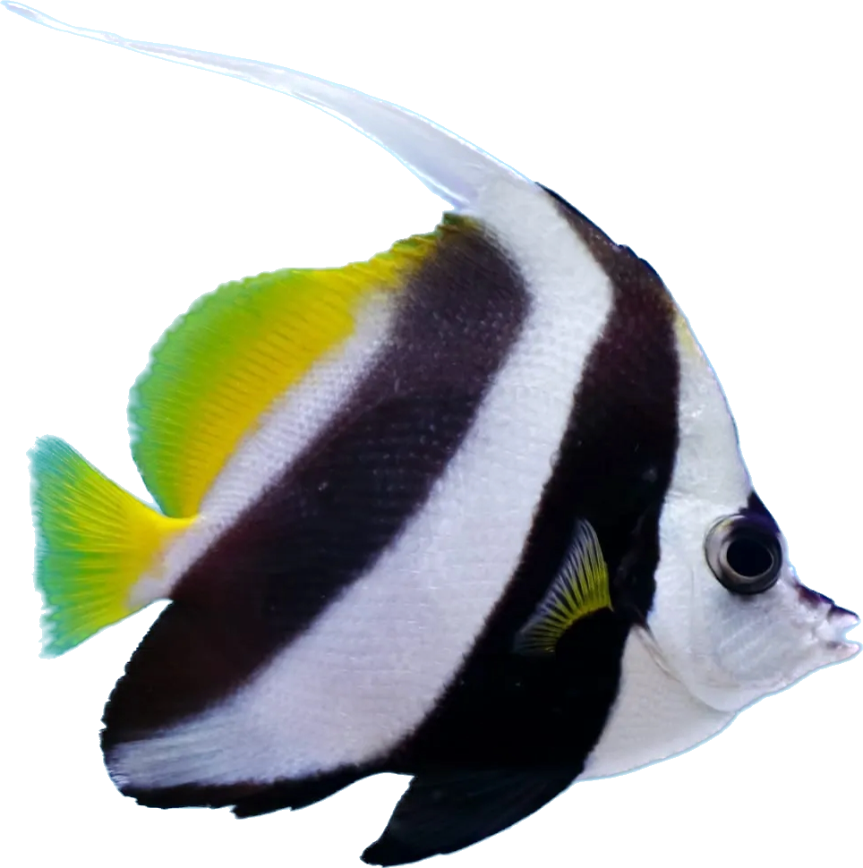 Longfin Bannerfish S