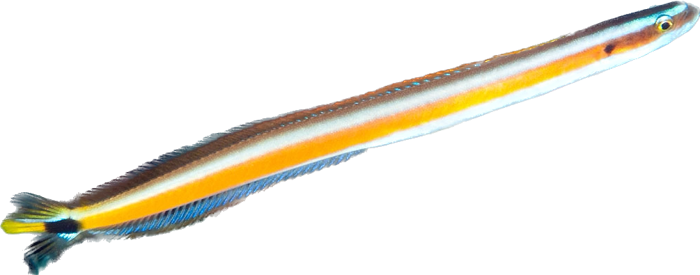Curious Wormfish