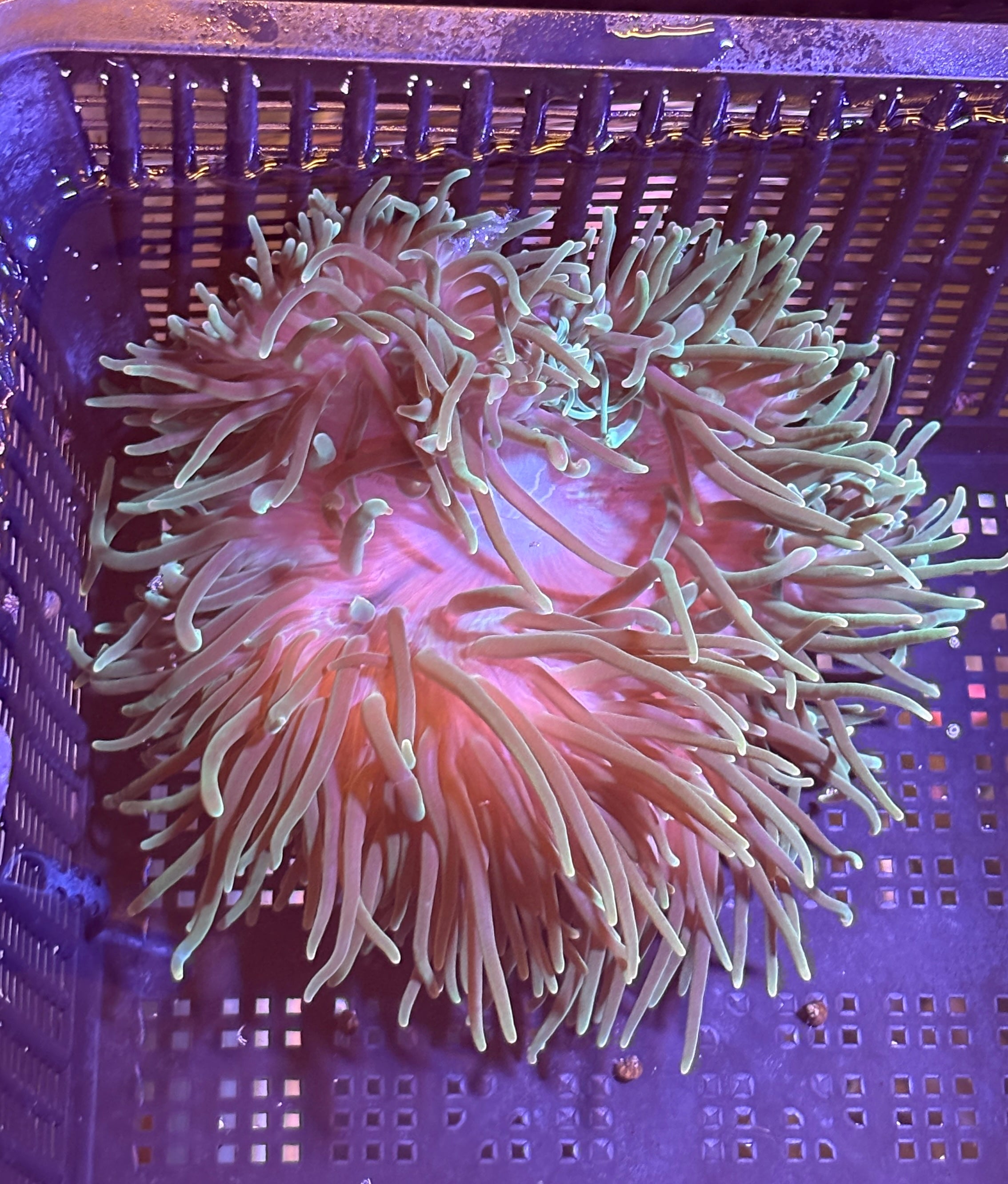 WYSIWYG Anemone #10