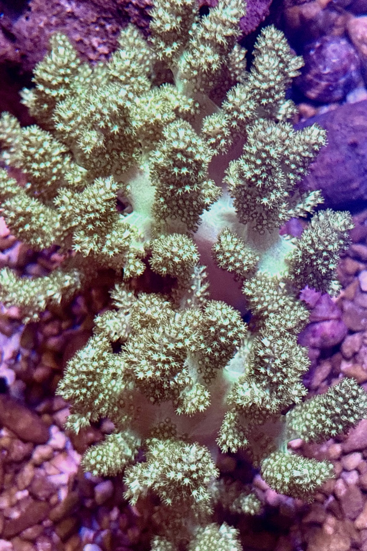Neon Green Kenya Tree Colony