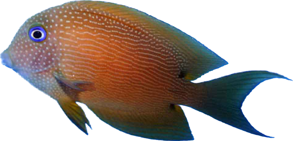 Blue Eye Bristle Tooth Tang SHOW