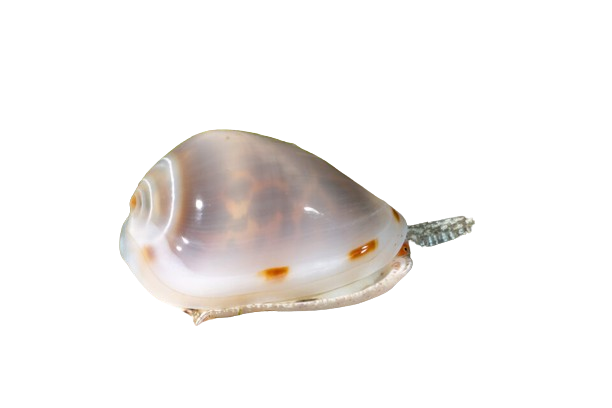 Marginella