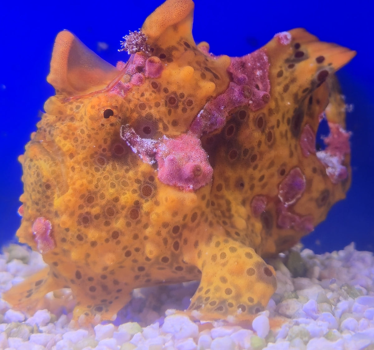 WYSIWYG Frogfish #3