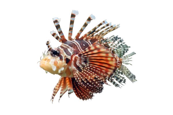 Dwarf Zebra Lionfish M