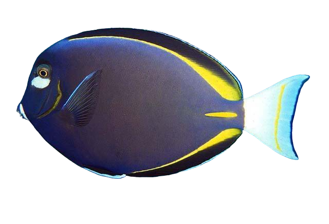 White Cheek Tang M