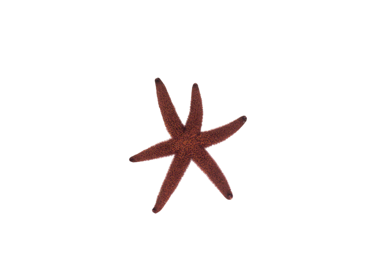 Starfish Medium - Easiest to keep