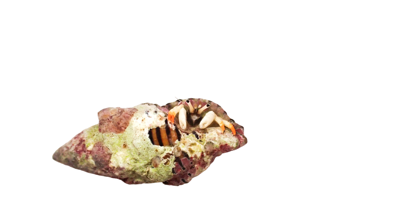 Orange Tip White Hermit Crab