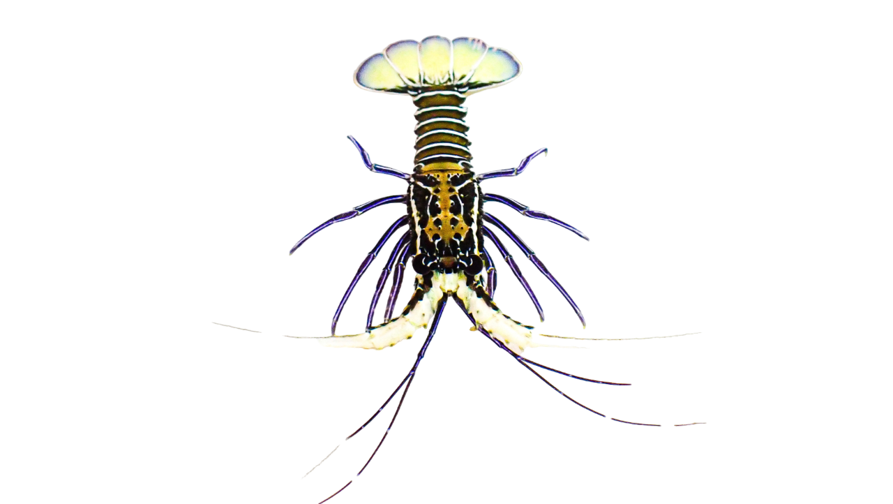 Spiny Blue Lobster Tiny