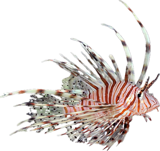 Miles Lionfish S