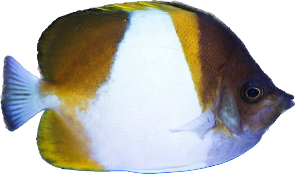 Pyramid Hybrid Yellow & Black Butterfly