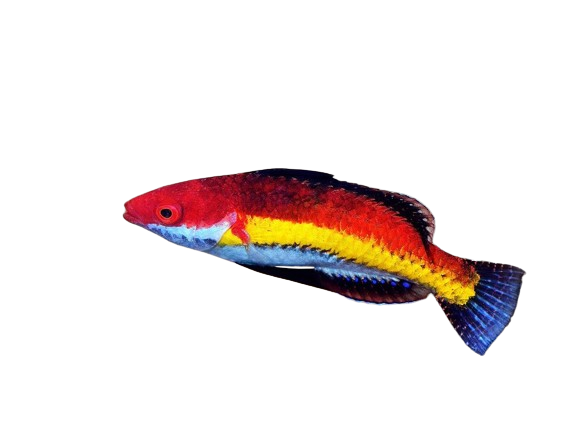 Naokoae Wrasse