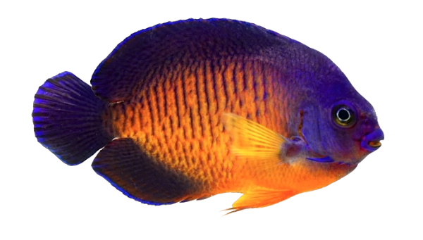 Coral Beauty Angel M