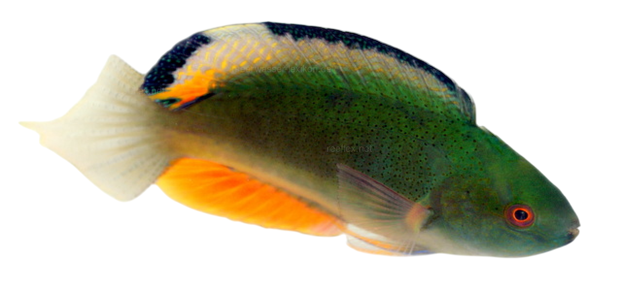 Black fin Fairy Wrasse M