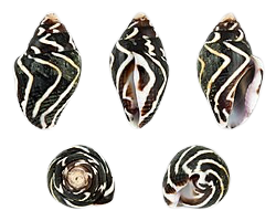 Lightning Dove Snail