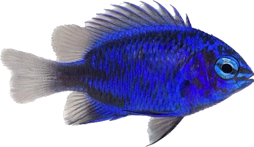 Springeri Damsel - Eats Flatworms