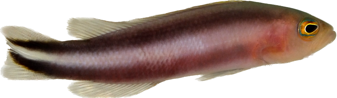 Double Striped Dottyback