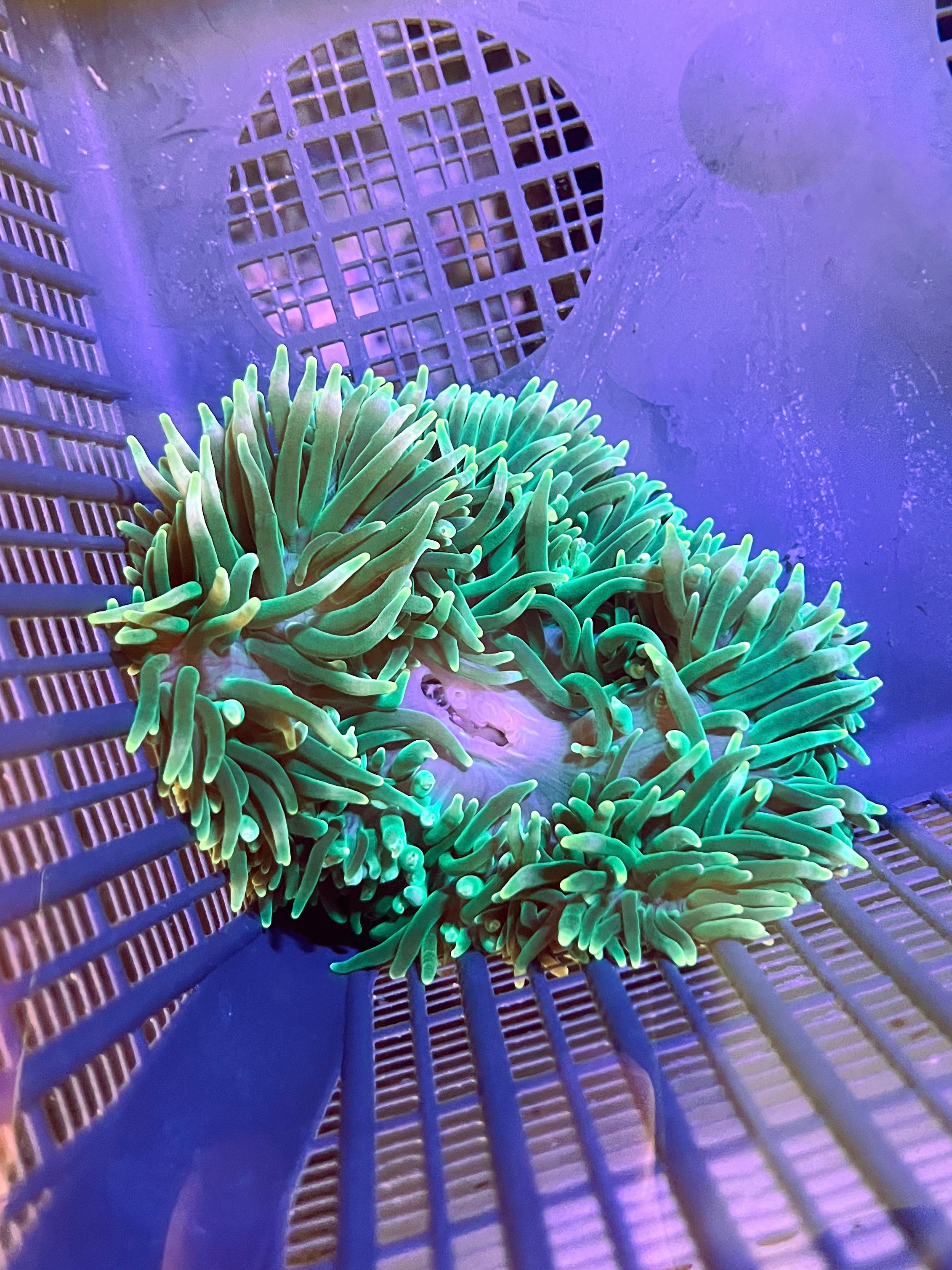 WYSIWYG Anemone #15