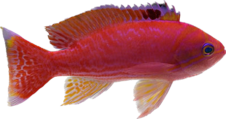 Twinspot Anthias - Male L