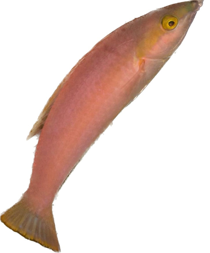 Smalltail Pencil Wrasse - Pink Female