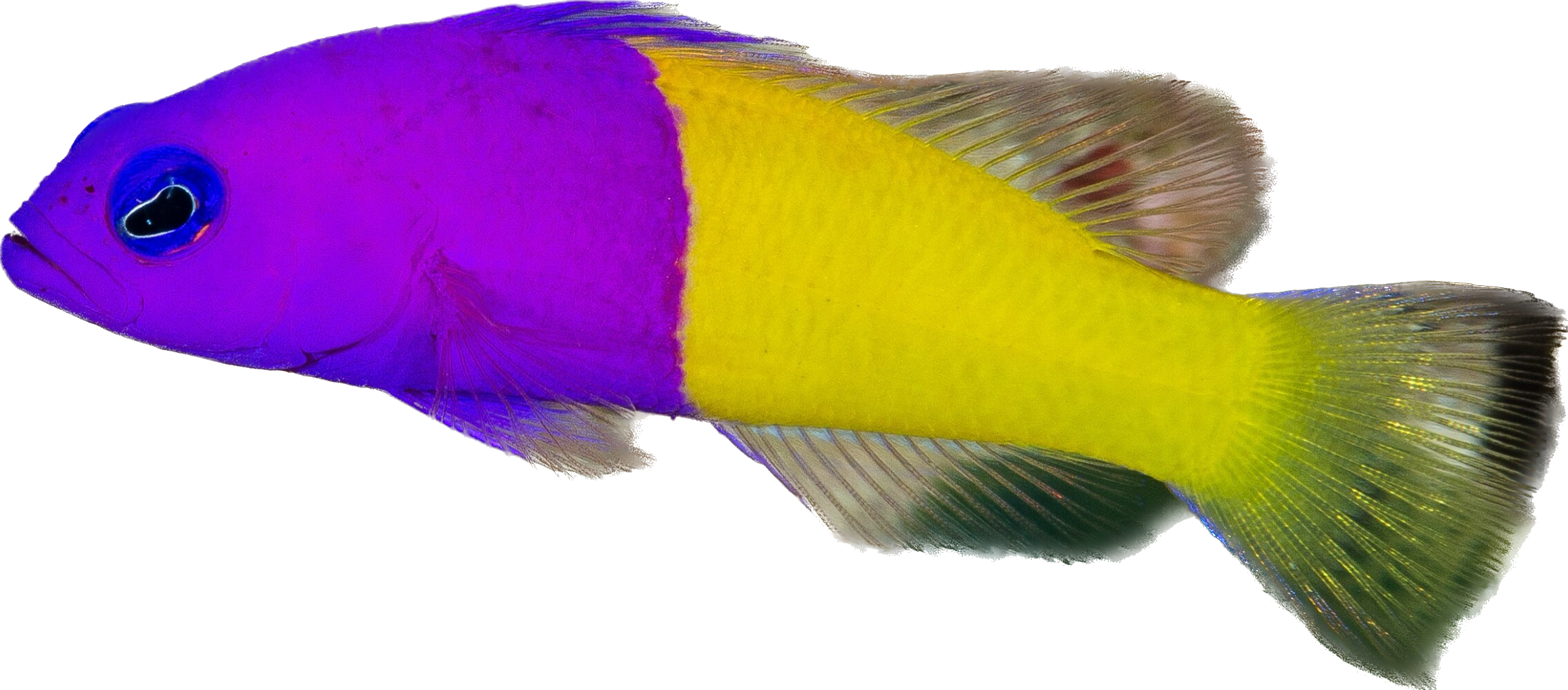 Royal Dottyback