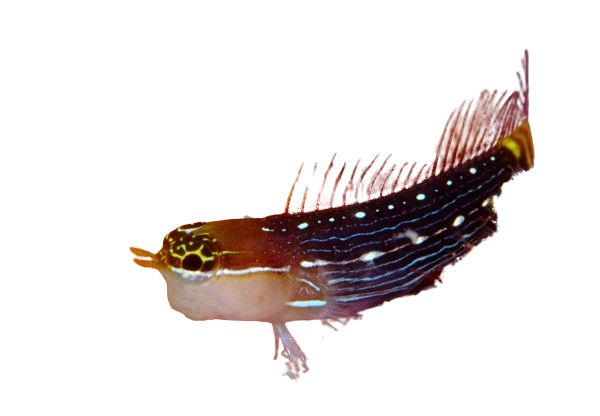 White Lined Blenny