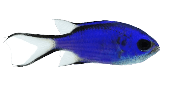 Blue Reef Chromis SHOW