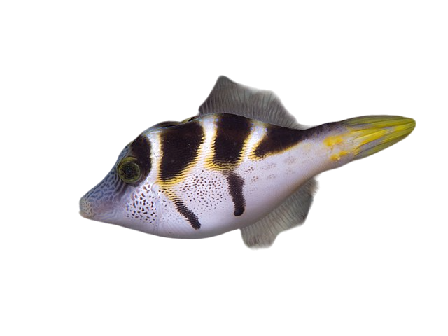 Blacksaddle Filefish M