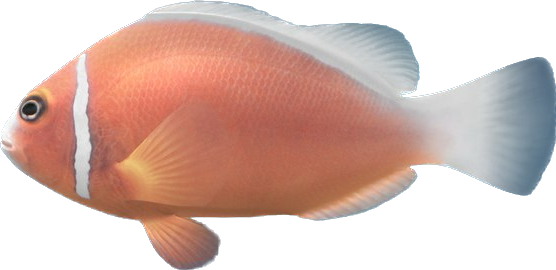 Captive Bred Pink Skunk Clown