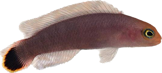 Red Elongated Dottyback