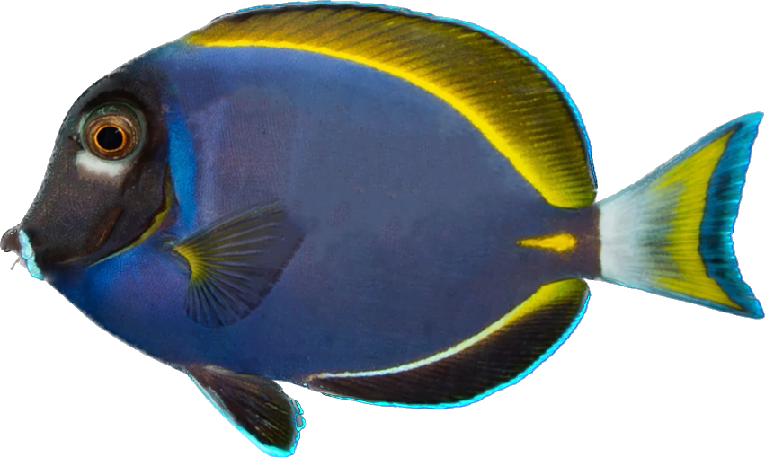 White Cheek/Powder Blue Hybrid ML