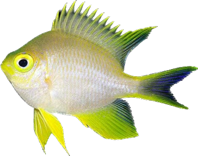 Yellow Chromis