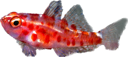 Red Spot Goby