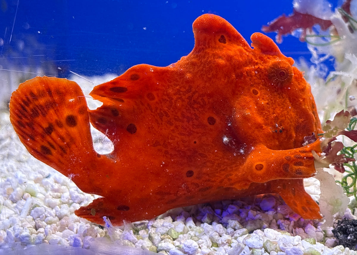 WYSIWYG Frogfish #4
