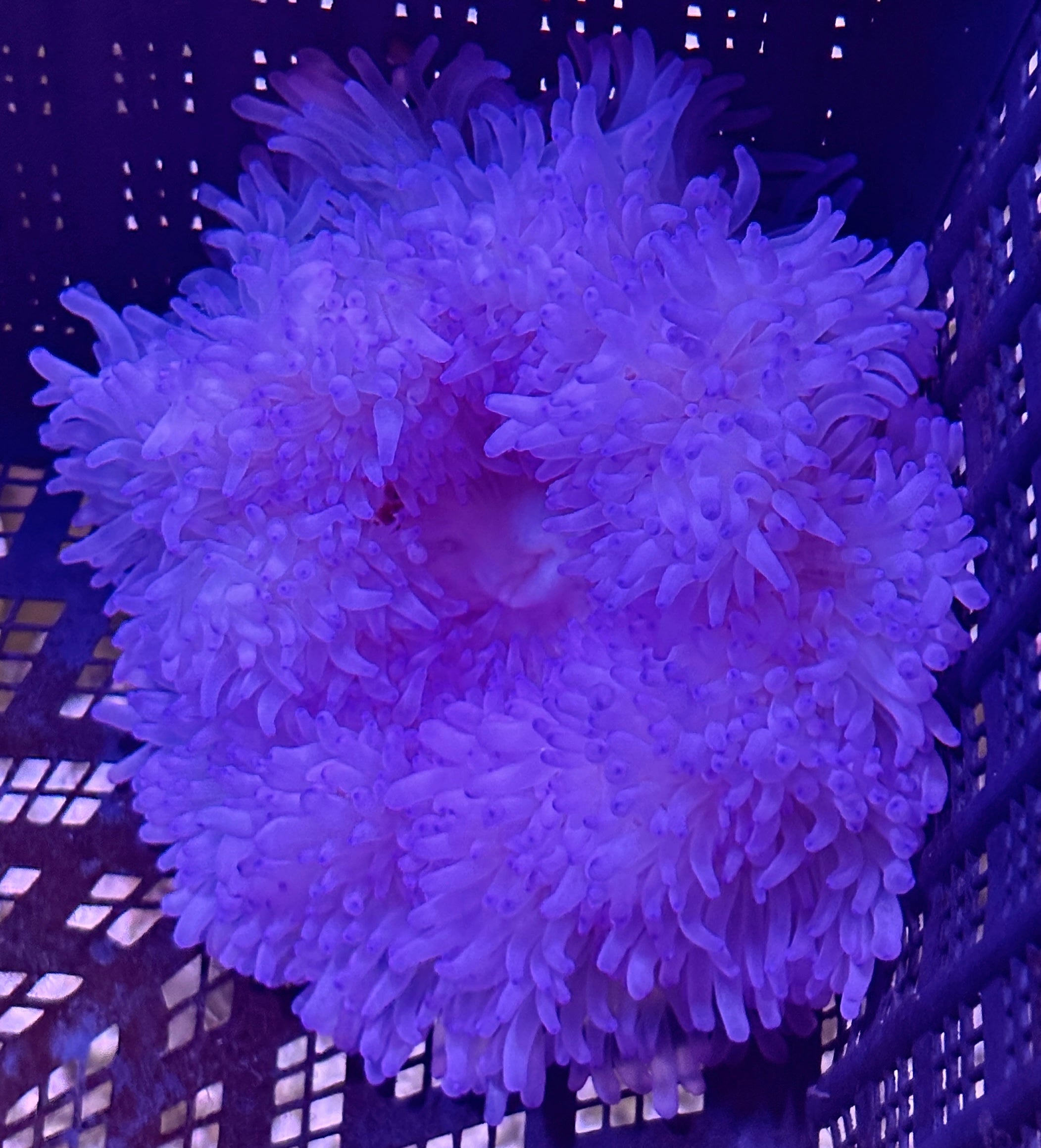 WYSIWYG Anemone #19