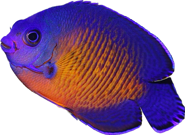 Deep Water Coral Beauty Angel S