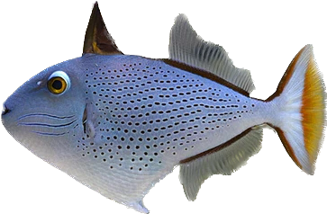 Golden Back Tigger Juvi SM