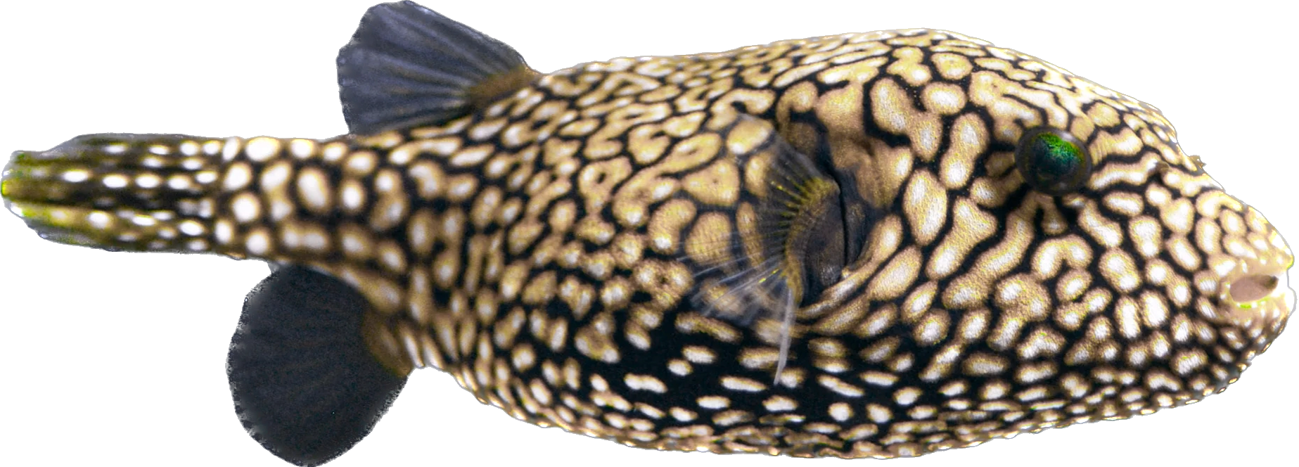 Mappa Puffer