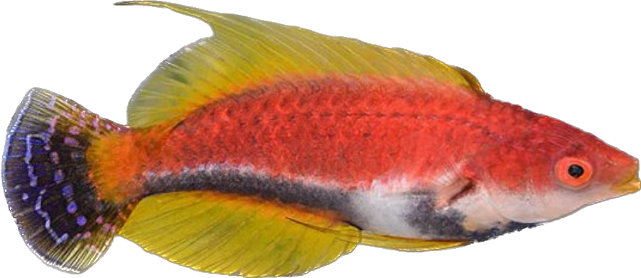 Whip Fin Fairy Wrasse M