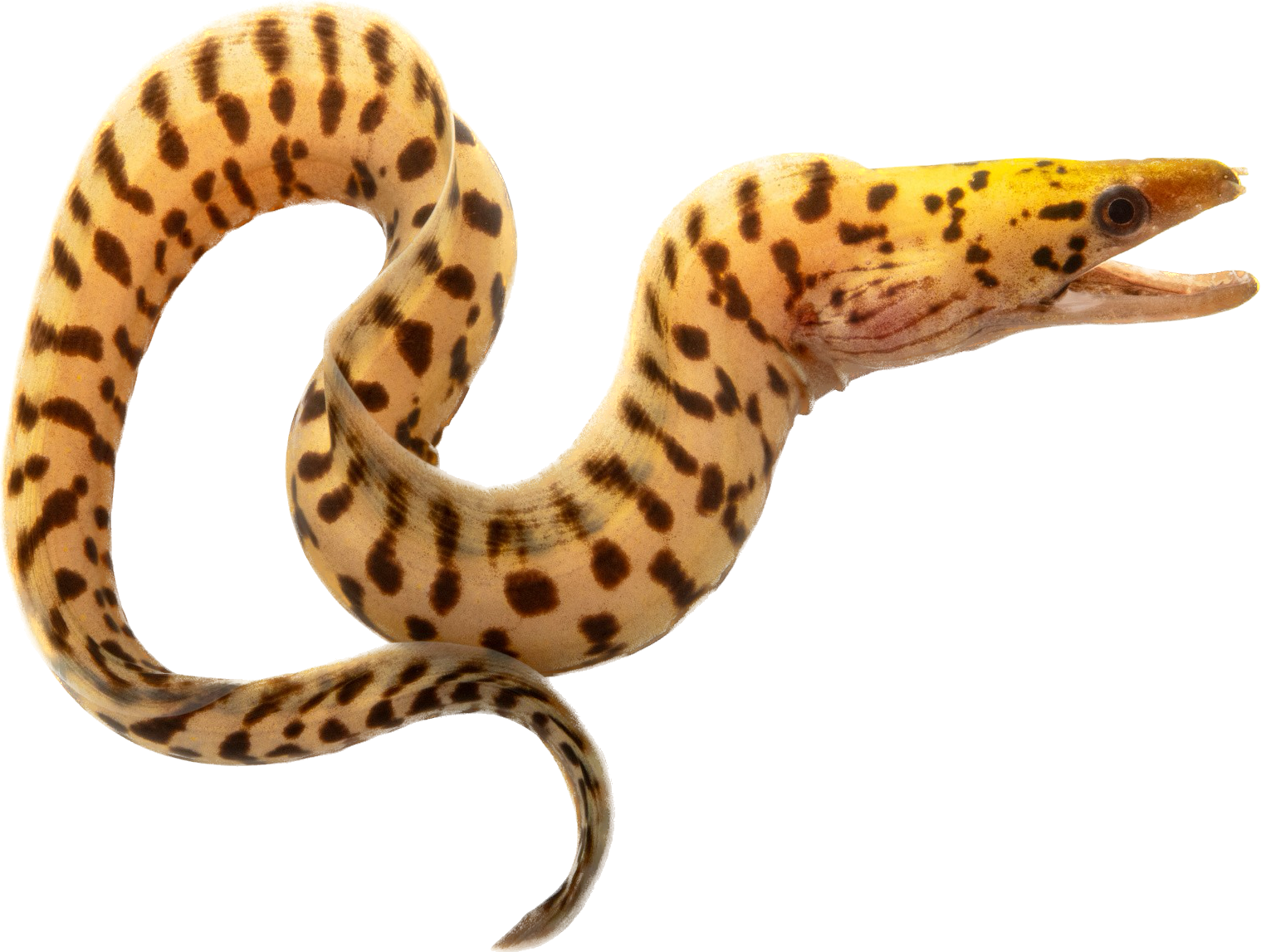 Fimbriated Moray Eel