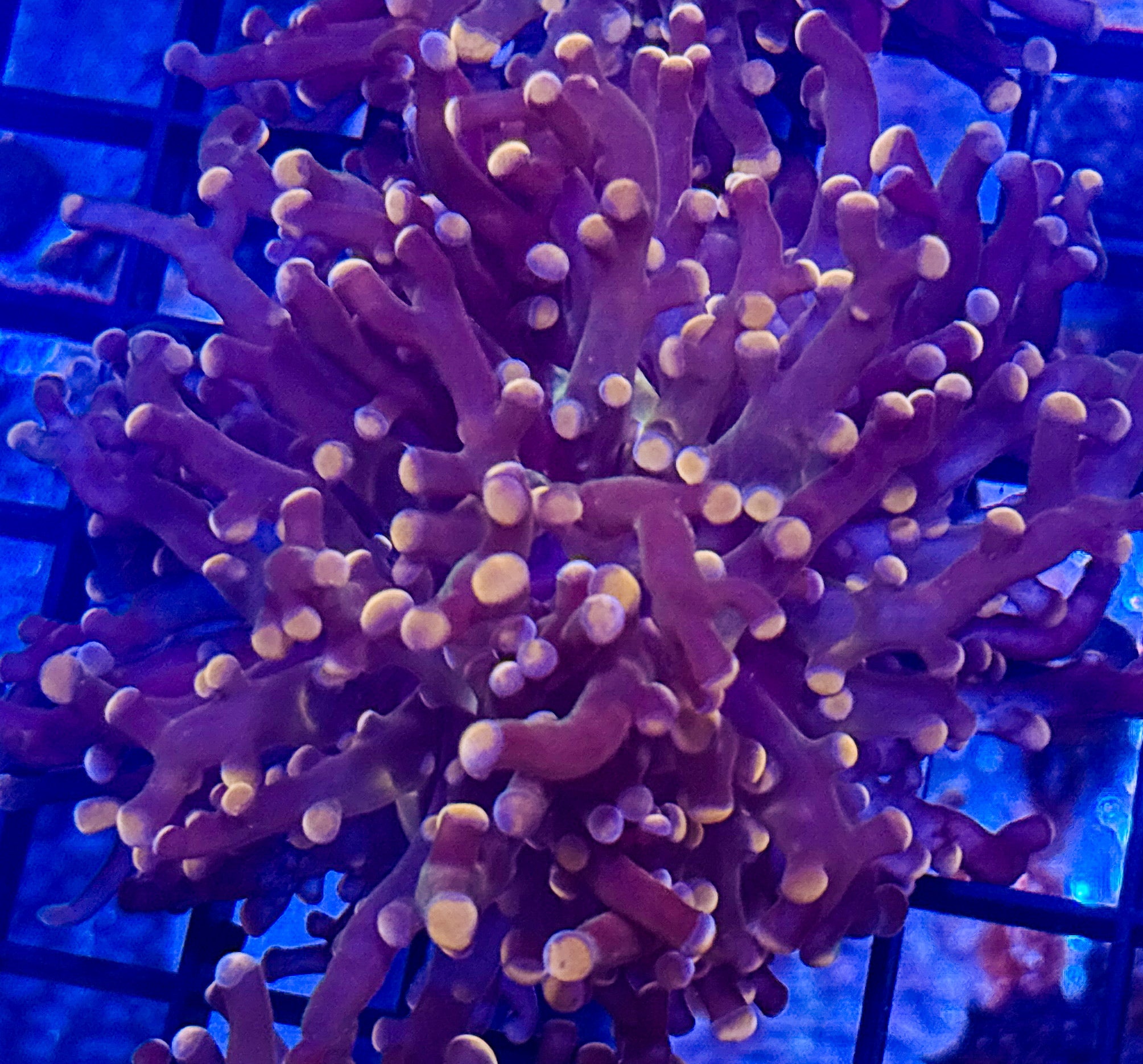 Octospawn - Orange