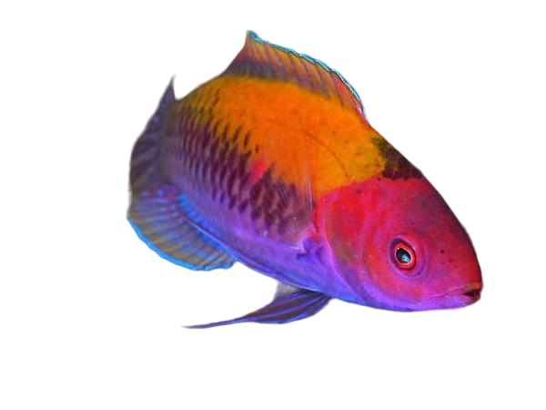 Orangeback Fairy Wrasse