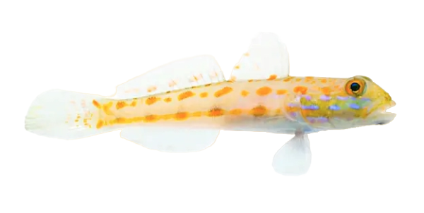 Diamond Goby S