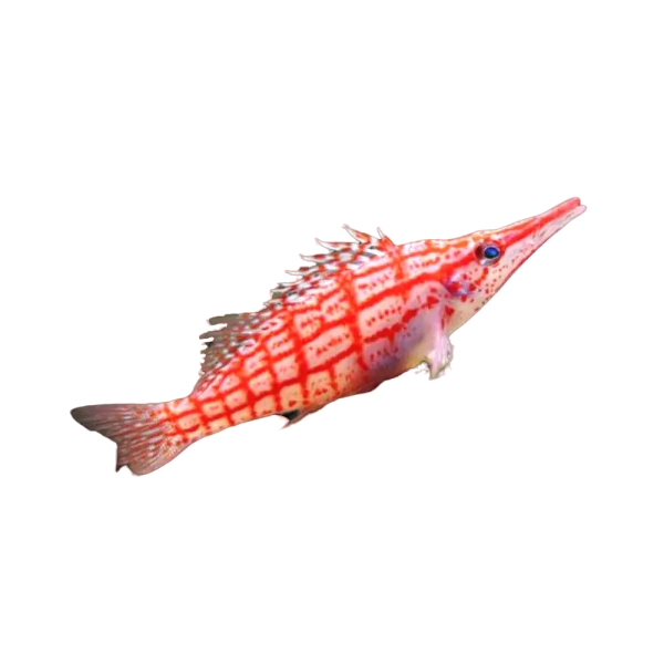 Long Nose Hawkfish SM