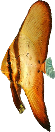 Orbic Batfish